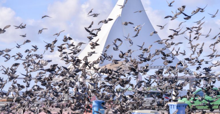 تحمي المالديف 104 نوعًا من الطيور ، بما في ذلك الحمام